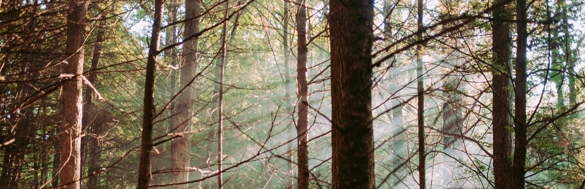 forest-image